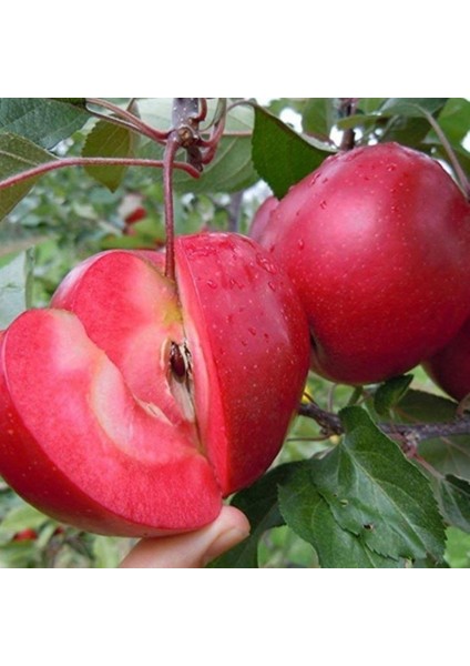 Tüplü Aşılı Nadir Bulunan Içi Dışı Kırmızı Elma Fidanı