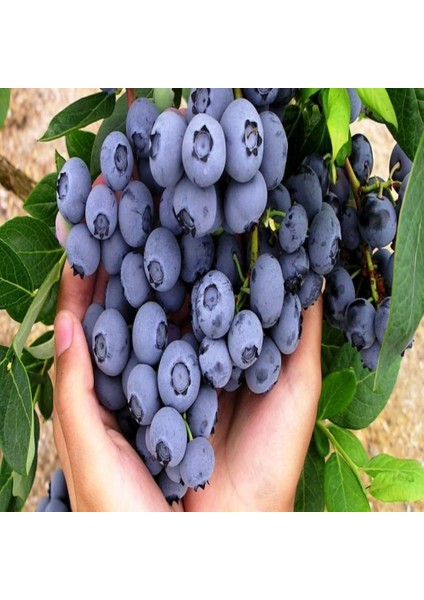 Tüplü Jubilee Bluberry Yaban Mersini Fidanı