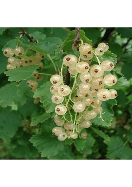 Tüplü Nadir Çeşit Aromalı Beyaz Frenk Üzümü Fidanı