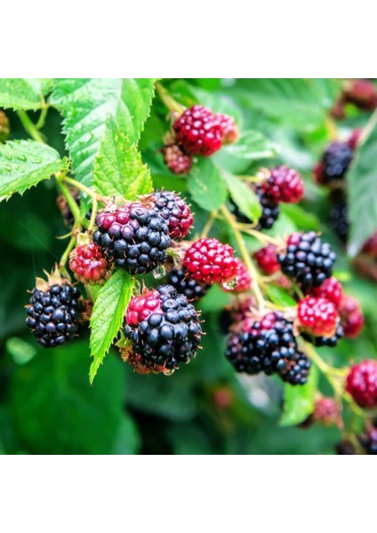 Tüplü Dikensiz Verimli Aromatik Jumbo Böğürtlen Fidanı