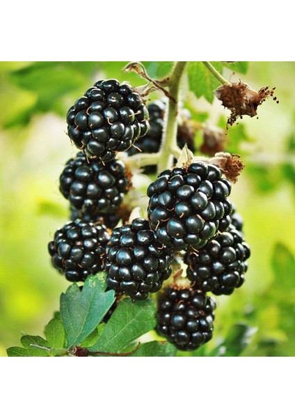 Tüplü Erkenci Yüksek Verimli Boysenberry Böğürtlen Fidanı
