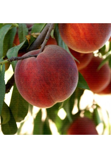 Tüplü Aşılı Aromalı Vista Rich Şeftali Fidanı