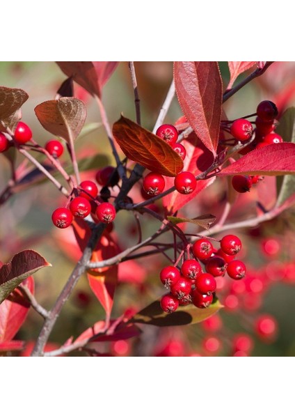 Tüplü Katya Rus Yaban Mersini Kırmızı Aronya (Aronia) Fidanı
