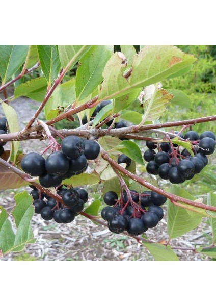 Tüplü Doğal Siyah Aronya Aronia Chokeberry Fidanı (15-20CM)