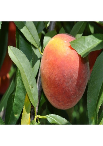 Tüplü Aşılı Turfanda Flored Şeftali Fidanı