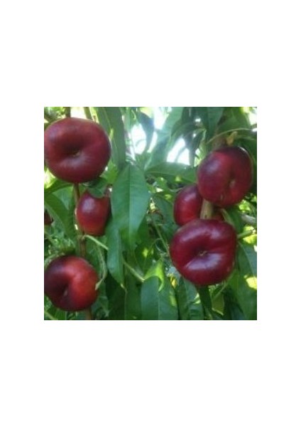 Tüplü Aşılı Kendine Verimli Basık Nektarin Fidanı