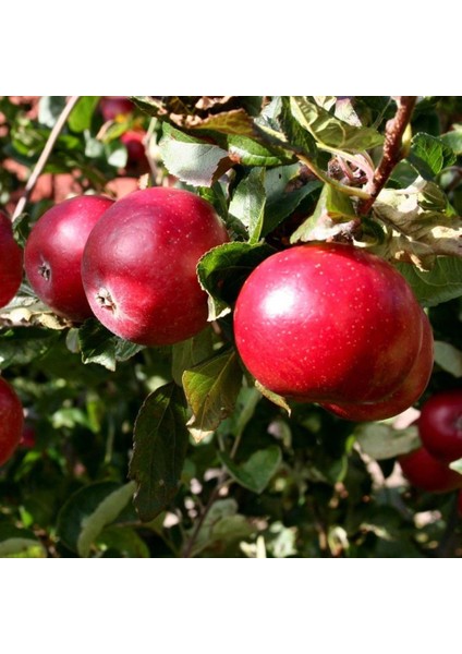 Tüplü Aşılı Verimli Erkenci Early Red One Elma Fidanı