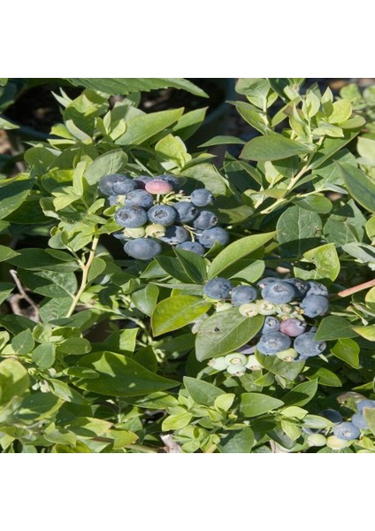 Tüplü Şifalı Erkenci Sharp Blue Yaban Mersini Fidanı
