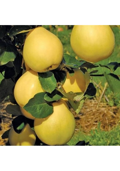 Tüplü Aşılı Verimli Midilli Özel Çeşit Ege 25 Ayva Fidanı