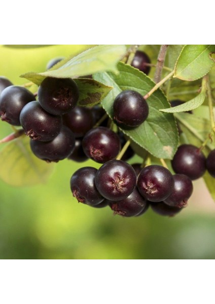 Tüplü Amit Aronya (Aronia) Rus Yaban Mersini Fidanı