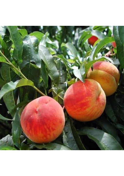 Tüplü Kendine Verimli Cerselet Fidanı