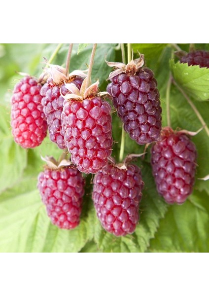 Tüplü Özel Böğürtlen Ahududu Melezi Loganberry Fidanı