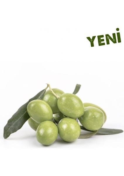 Tüplü Aşılı Içi Doldurulabilen Sarı Ulak Zeytin Fidanı