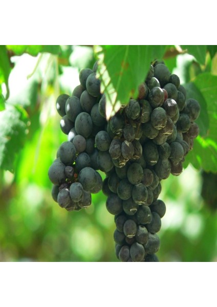 Tüplü Aroması Mükemmel 2B56 Tekirdağ Reçel Siyah Üzüm Fidanı