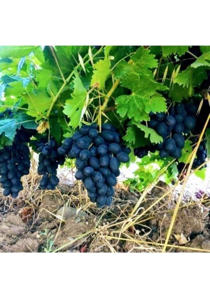 Tüplü Sofralık Koyu Mavi Horoz Karası Üzüm Fidanı