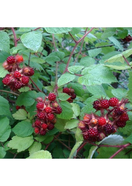 Tüplü Wineberry Japon Böğürtleni Şarap Ahududu Fidanı
