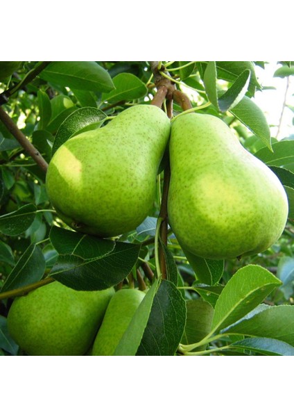 Tüplü Aşılı Verimli Geleneksel Anadolu Bahribey Armut Fidanı