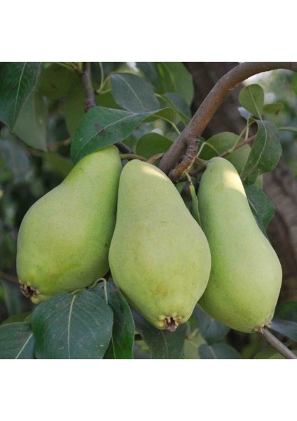 Tüplü Aşılı Erkenci Bol Verimli Aromatik Akça Armut Fidanı