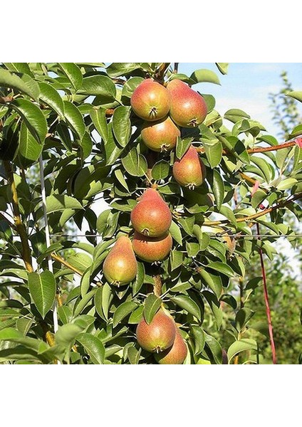 Tüplü Aşılı Erkenci Bol Verimli Aromatik Carmen Armut Fidanı