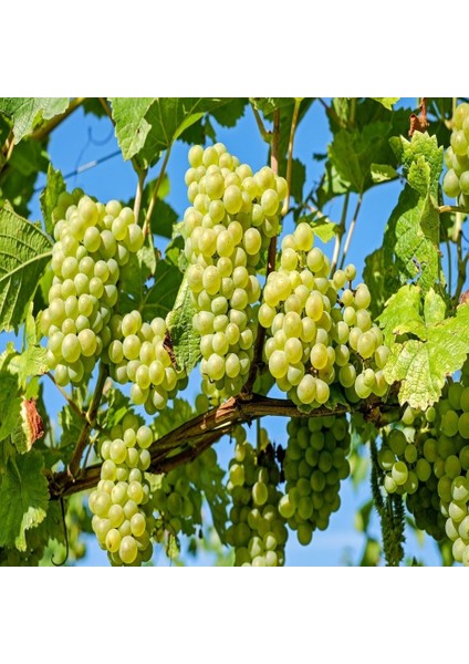 Tüplü Aşılı Yöresel Tatlı Müşküle Üzüm Fidanı