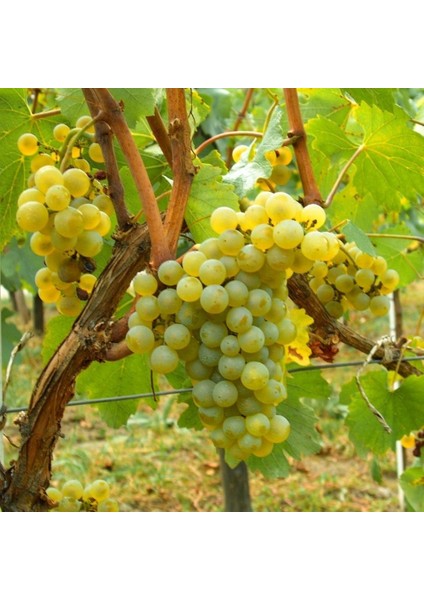 Tüplü Beyaz Şaraplık Chardonnay Üzüm Fidanı