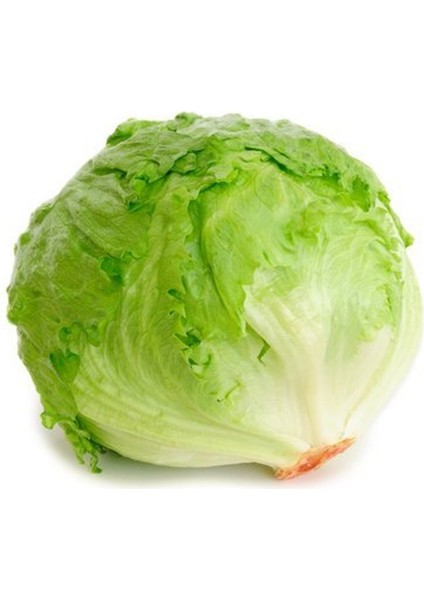 Patagonia Iceberg Marul Fidesi(5 Adet)