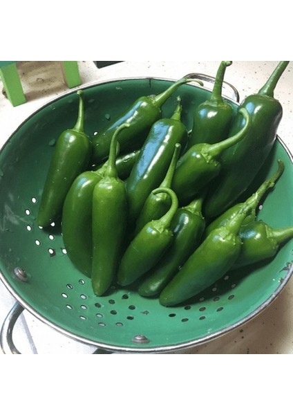 Meksika Extreme Acı Jalapone Biber Fidesi (5 Adet)