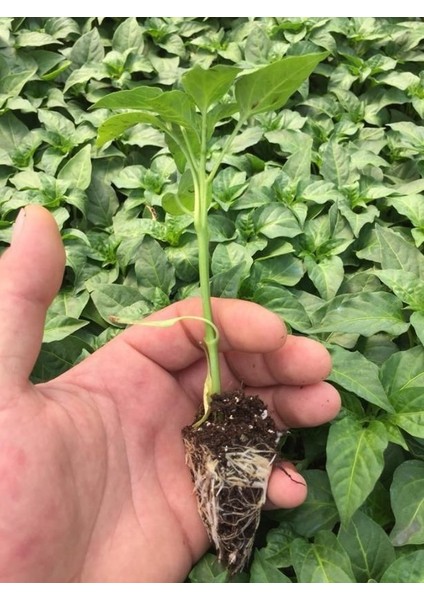 Meksika Extreme Acı Jalapone Biber Fidesi (5 Adet)