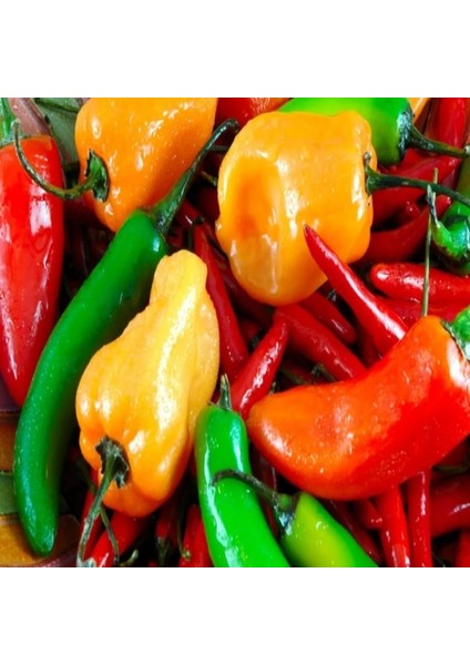 Meksika Extreme Acı Jalapone Biber Fidesi (5 Adet)