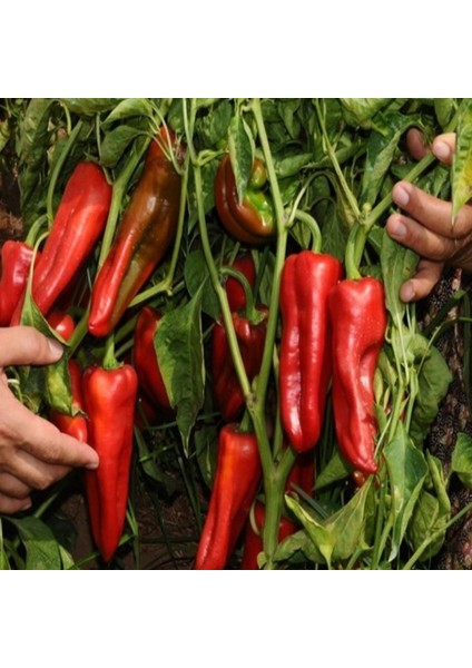 Doğal Adana Karaisalı Biber Fidesi(5 Adet)