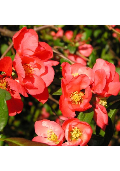 Mutlupaket Tüplü Japanese Quince Japon Ayvası Fidanı