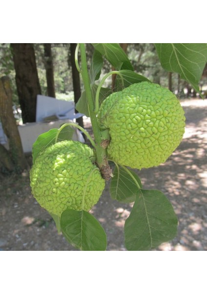 Tüplü Ender Tür Yalancı Portakal Ağacı (Maclura Pomifera) Fidanı