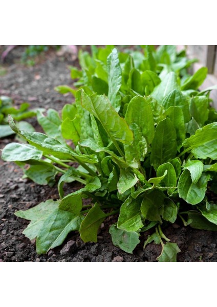 Yeşilim Kuzu Kulağı (Ekşi Kulak) Fidesi(5 Adet)