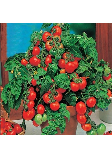 Saksılık Bonsai Çeri Domates Fidesi (5 Adet)