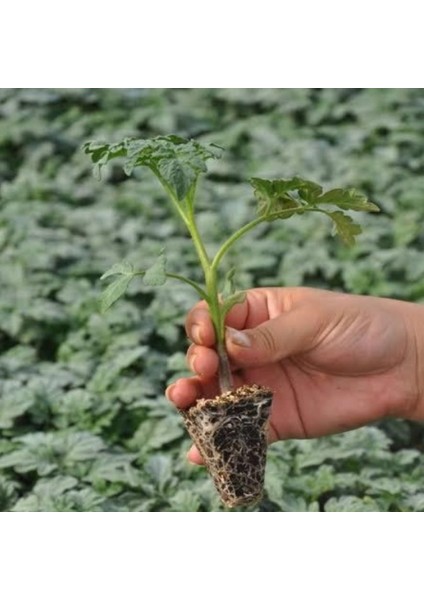 Saksılık Bonsai Çeri Domates Fidesi (5 Adet) fiyatları