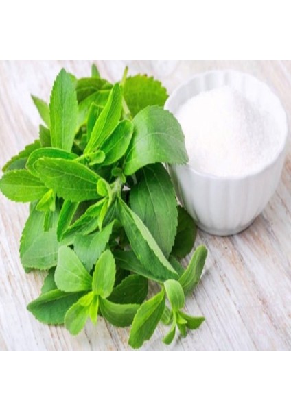 Doğal Stevia Şeker Otu Fidesi (5 Adet)