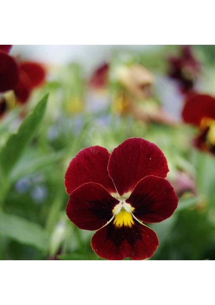 Arkwright Cornuta Violet Menekşe Çiçeği 100 tohum