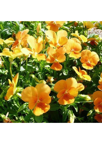 Chantreyland Cornuta Violet Menekşe Çiçeği 100 tohum