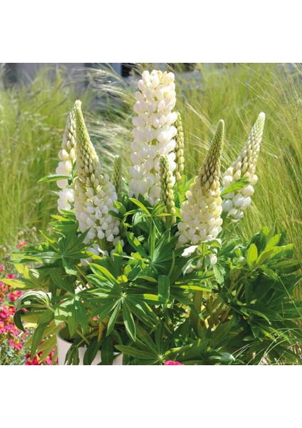 White Lupin Beyaz Acı Bakla Çiçeği 30 tohum
