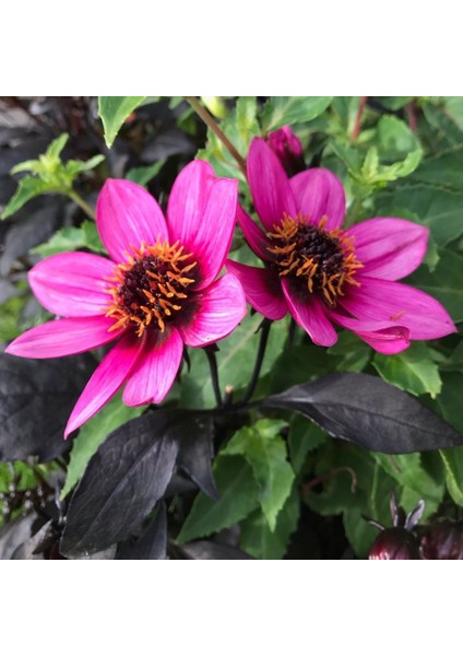 Mor Renkli Bodur Mignon Dahlia Çiçeği 80 tohum