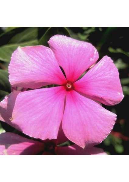 Vinca Little Pinkie Rozet Çiçeği 20 tohum