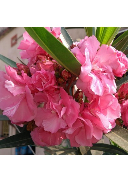 Tüplü Katmerli Pembe Çiçekli Zakkum Fidanı