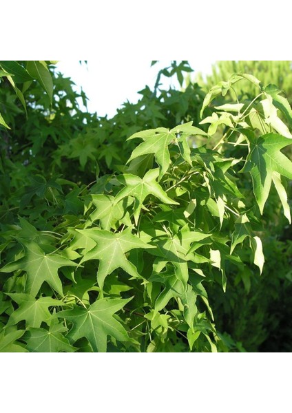 Tüplü Sığla Ağacı (Liquidambar Styraciflua Foliage) Fidanı