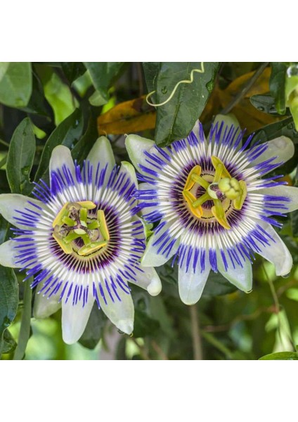 Tüplü Nadir Mavi Çiçek Açan Edulis Passiflora Çarkıfelek Fidanı