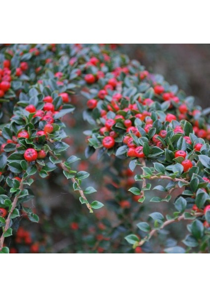 Tüplü Dağ Muşmulası Taş Elması Cotoneaster Fidanı