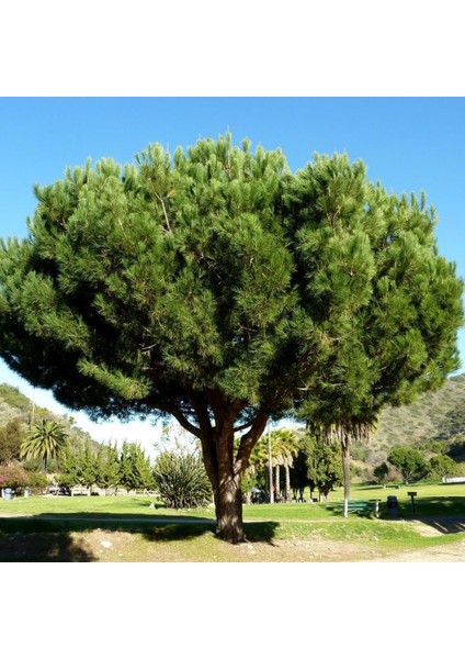 Tüplü (Pinus Pinea) Fıstık Çamı Fidanı