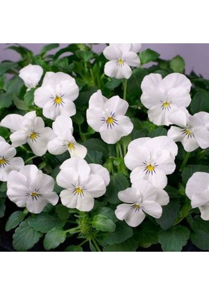 White Cornuta Violet Menekşe Çiçeği 100 tohum