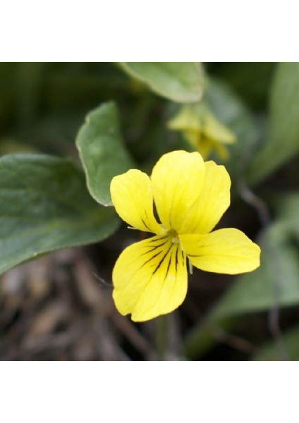 Golden Gate Violet Menekşe Çiçeği 100 tohum