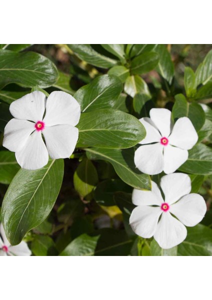 Vinca Bright Eyes Rozet Çiçeği 20 tohum