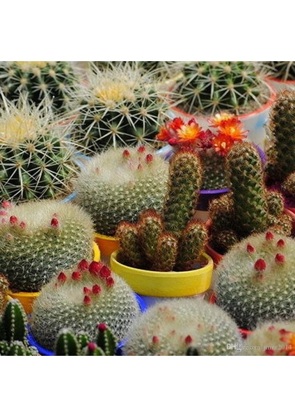 Karışık Kaktüs Bitkileri Çiçeği 900 tohum